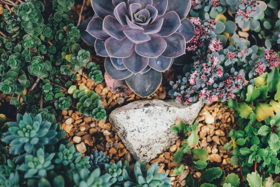 plantas que exigem pouca manutenção